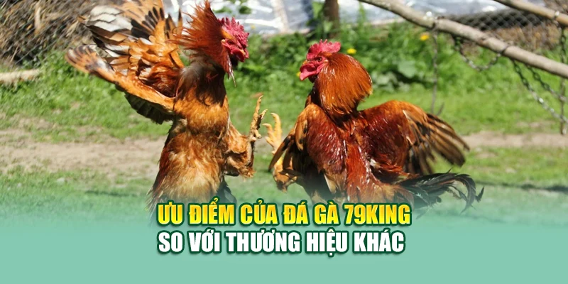 Ưu điểm của đá gà 79King so với thương hiệu khác
